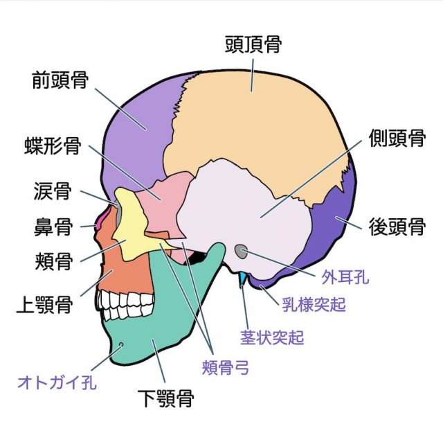頭蓋骨　解剖図