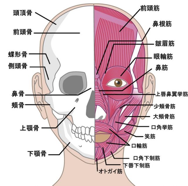 表情筋