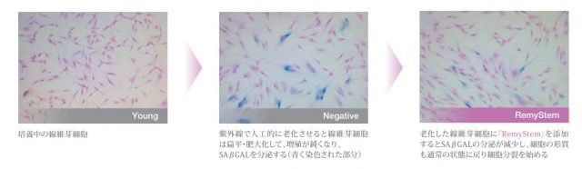 アンチエイジング効果